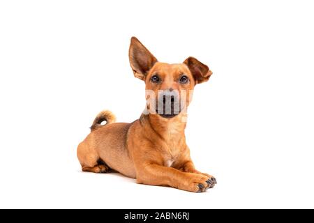 Piccolo Cane marrone seduto sul pavimento isolato su sfondo bianco. Razza mista di parson Jack Russell Terrier, chihuahua e pastore tedesco. Età 2 voi Foto Stock