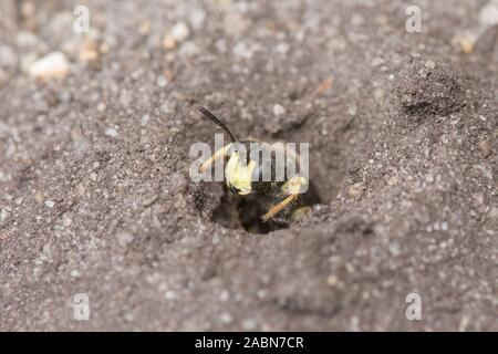 Ornato-tailed Digger Wasp, Cerceris rybyensis Foto Stock