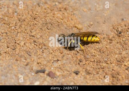 Digger wasp aprendo il foro di nido ingresso, Philanthus triangulum, beewolf europea, Bee-killer wasp, Sussex, Regno Unito, Luglio Foto Stock