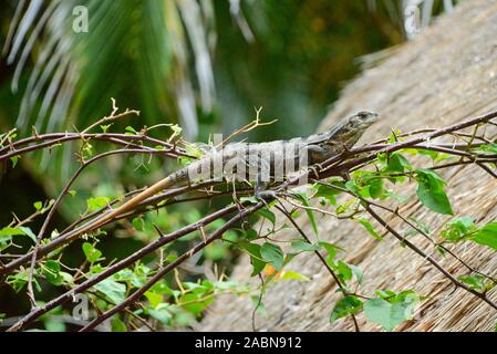 Leguan, Isla Holbox, Quintana Roo, Mexiko Foto Stock