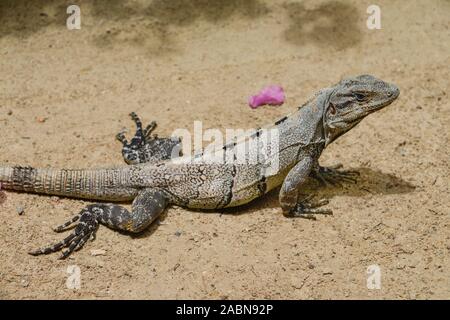 Leguan, Isla Holbox, Quintana Roo, Mexiko Foto Stock