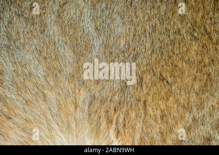Close-up del soffice pelliccia di 4 mese old LION CUB (Panthera leo) Foto Stock