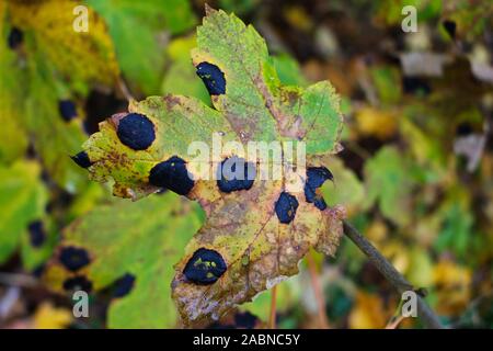 Close up di Foglia di acero con maple stropicciata scab chiamato anche Tar Spot. Essa è causata da un fungo chiamato Rhytisma acerinum. In tedesco si chiama ahorn Foto Stock