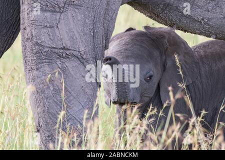 Vitello di elefante sotto la madre della pancia Foto Stock