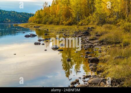 Paesaggio autunnale nella contea di Gällivare con giallo di betulle e rosso aspen alberi, fiume con alberi che riflette nell'acqua, Gällivare county, svedese Foto Stock