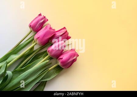 Appartamento laici composizione floreale. Tulipani rosa su sfondo giallo gradiente dello sfondo. Copia spase. Close up. Foto Stock