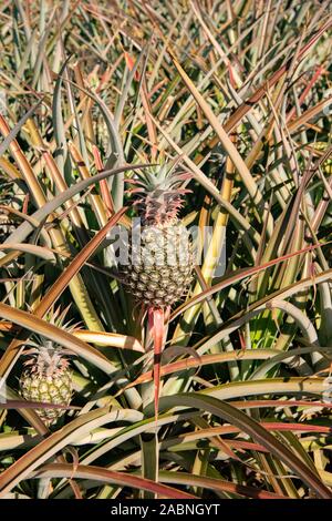 Primo piano di ananas dolce e succoso sulla pianta pronto per la raccolta Maui, Hawaii, USA Foto Stock