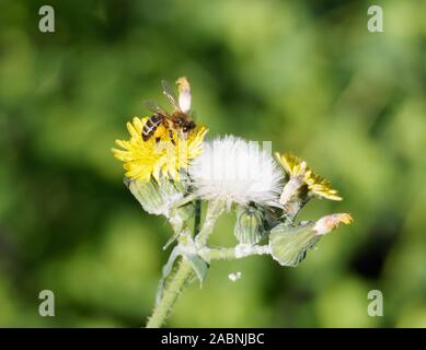 Miele solitario Bee nutrire i fiori gialli di una pianta di alga, Hieracium, con un cestino pieno di polline. Foto Stock