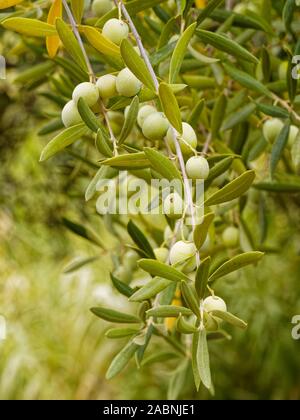 Olivo, Oleander europeo, che mostra le olive maturanti sul ramo coltivato in una zona rurale della Spagna. Foto Stock