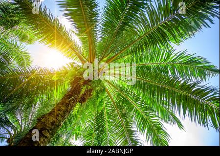 Palm tree Olio di palma foglie verdi delle boccole con i raggi del sole splendente. Foto Stock