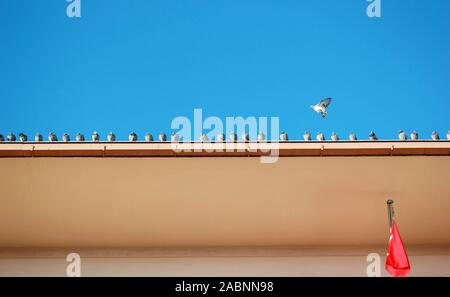 Cielo blu e piccioni battenti sul tetto Foto Stock