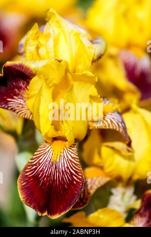 Giallo Rosso iris 'Barton Harrington' Foto Stock