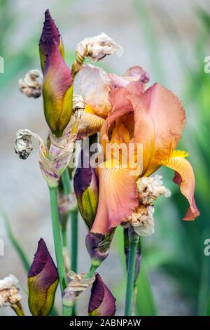 Iris arancione " Caraibi tesoro' Foto Stock