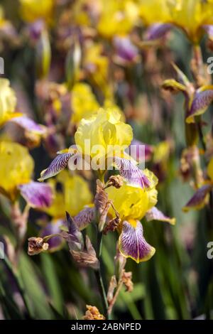 Iris giallo porpora con bearded in giardino 'Spokan' Foto Stock