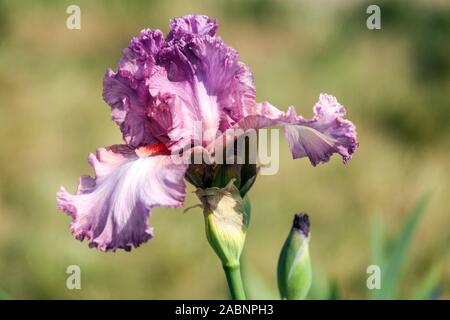 Iris rosa 'Mary Frances' Foto Stock
