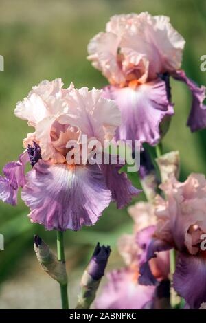 Rosa Bearded iris flower Iris 'Stret Musette' Maggio giardino fiori Foto Stock