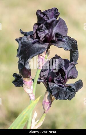 Nero fiore iris " prima della tempesta' Foto Stock