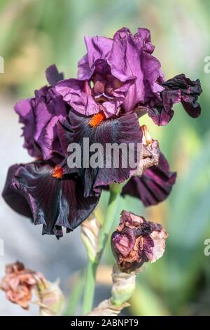 Viola scuro fiore iris "Tempre Fiery' Foto Stock