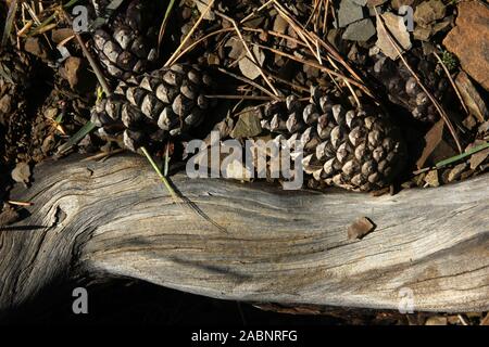 Pigna sfondo Foto Stock