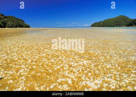 Muscheln im flachen Wasser, corteccia Bay, Abel Tasman Nationalpark, Tasmansee, Nelson Regione, Suedinsel Neuseeland; Februar 2007 Foto Stock