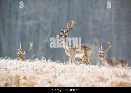 Allevamento di giovani esemplari di daini cervi in inverno in piedi su un prato smerigliato Foto Stock