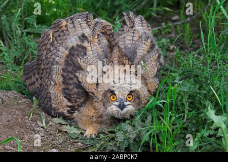 Display di minaccia dal Gufo reale / i giovani europei il gufo reale (Bubo bubo) owlet che mostra la testa abbassata e le ali distese e con la punta rivolta verso il basso Foto Stock