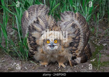 Display di minaccia dal Gufo reale / i giovani europei il gufo reale (Bubo bubo) owlet che mostra la testa abbassata e le ali distese e con la punta rivolta verso il basso Foto Stock