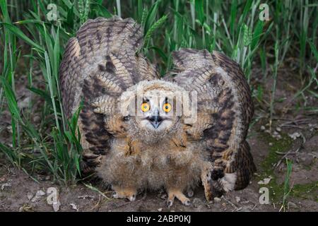 Display di minaccia dal Gufo reale / i giovani europei il gufo reale (Bubo bubo) owlet che mostra la testa abbassata e le ali distese e con la punta rivolta verso il basso Foto Stock