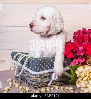 Setter inglese puppy in un cestello di legno con fiori Foto Stock