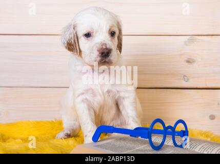 Bianco setter inglese cucciolo di cane è il libro di lettura Foto Stock