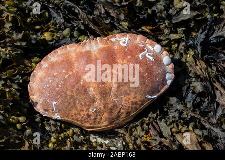 Un granchio guscio molt Foto Stock