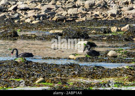 Una coppia di cigni neri (Cygnus atatus) Foto Stock