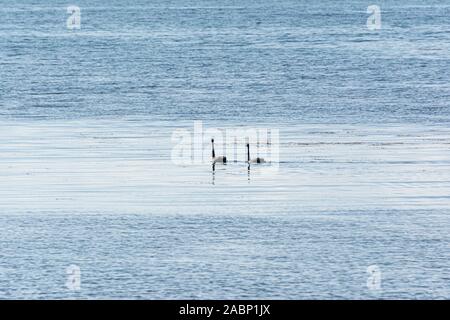 Due cigni neri (Cygnus atratatus) nuotano nel mare Foto Stock