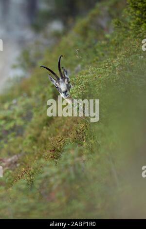 Il camoscio / Gaemse ( Rupicapra rupicapra ), maschio adulto, nascondere, guardando al di fuori della tipica vegetazione alpina, arbusto, in corrispondenza di un ripido pendio nelle alpi svizzere, Europa Foto Stock