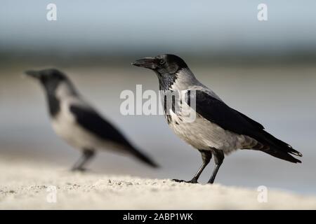 Hoodiecrow ( Corvus cornix ), due corvi, coppia, coppia sulla spiaggia, vicino alla linea di galleggiamento, guardando attentamente, fauna selvatica, l'Europa. Foto Stock