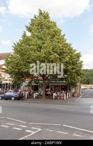Cultivar 'Greenspire' di lime a foglie piccole (Tilia cordata) e diner al fresco, Dulwich Village, Londra, Regno Unito Foto Stock