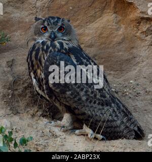 Gufo reale / Europaeischer Uhu ( Bubo bubo ), arroccato in pendenza di una buca di sabbia, guardando direttamente, al tramonto, Nightfall, in tarda serata, wildlif Foto Stock