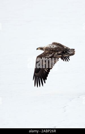 Aquila calva / Weisskopfseeadler ( Haliaeetus leucocephalus ) in inverno, giovane bird, immaturi, capretti, volare lontano sopra coperta di neve terra aperta, giallo Foto Stock