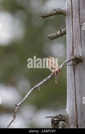 Eurasian spasmodico / Wendehals ( Jynx torquilla ) appollaiato su un ramo di un morto albero di abete, vista tipica sulla distanza, in ambiente naturale circostante, l'Europa. Foto Stock