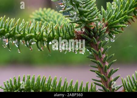 Aindrops appeso sul morbido aghi di Abies pinsapo (spagnolo abete) Foto Stock