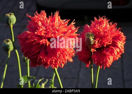 Rosso fiore doppio di papavero (Papaver somniferum) sono illuminate dalla luce del sole al tramonto. Bellissimi fiori contro uno sfondo scuro. Foto Stock