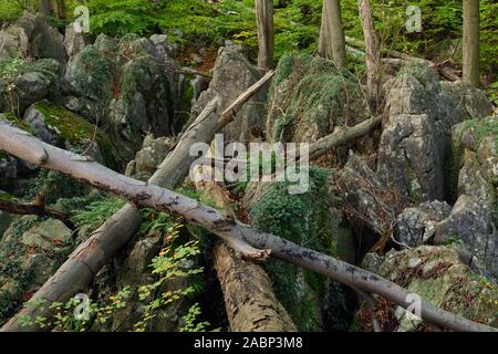 Felsenmeer, famosa Riserva naturale, mare di rocce, rock caos di Hemer, selvaggiamente romantico bosco di faggio in autunno, caduta, Westfalia, Germania, Europa. Foto Stock