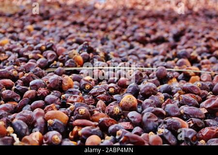 Date di essiccazione a piantagioni di Birkat Al Mouz in Oman. Foto Stock