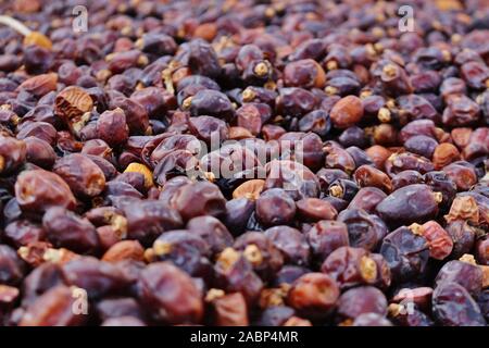 Date di essiccazione a piantagioni di Birkat Al Mouz in Oman. Foto Stock