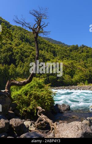 Fiume Petrohué in Los Lagos Regione del Cile Foto Stock