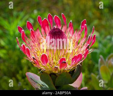 Protea eximia o di latifoglie sugarbush, bellissimo fiore rosso nel giardino botanico, Cape Town, Sud Africa Foto Stock