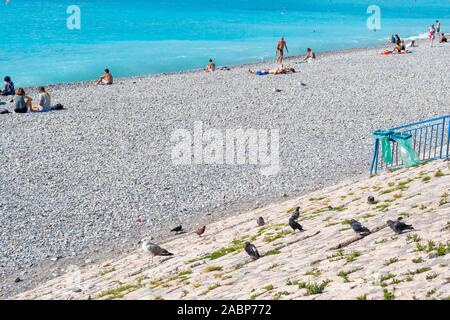 Piccioni e gabbiani appollaiarsi su un muro di contenimento lungo la spiaggia rocciosa della Baia degli Angeli come turista a godere le acque turchesi del Mediterraneo Foto Stock