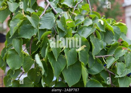 Cordate o foglie a forma di cuore di tiglio a foglia piccola (Tilia cordata) strada in estate, Londra, Regno Unito Foto Stock