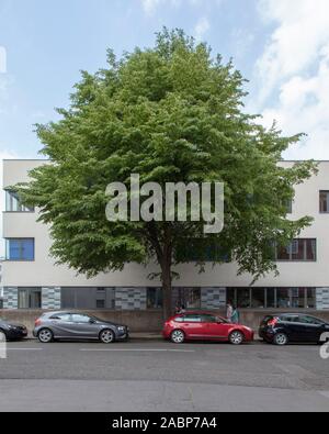 Lime a foglia piccola (Tilia cordata) albero urbano fuori dalla Pimlico Academy, Lupus Street, London SW1, UK Foto Stock