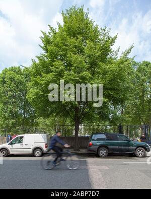 Un ciclista passa un piccolo albero urbano di calce (Tilia cordata) fuori dalla Pimlico Academy, Lupus Street, London SW1, UK Foto Stock